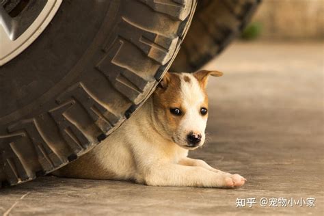 狗走失會去哪|狗狗走丢了，可能去哪呢？这几个地方要好好找